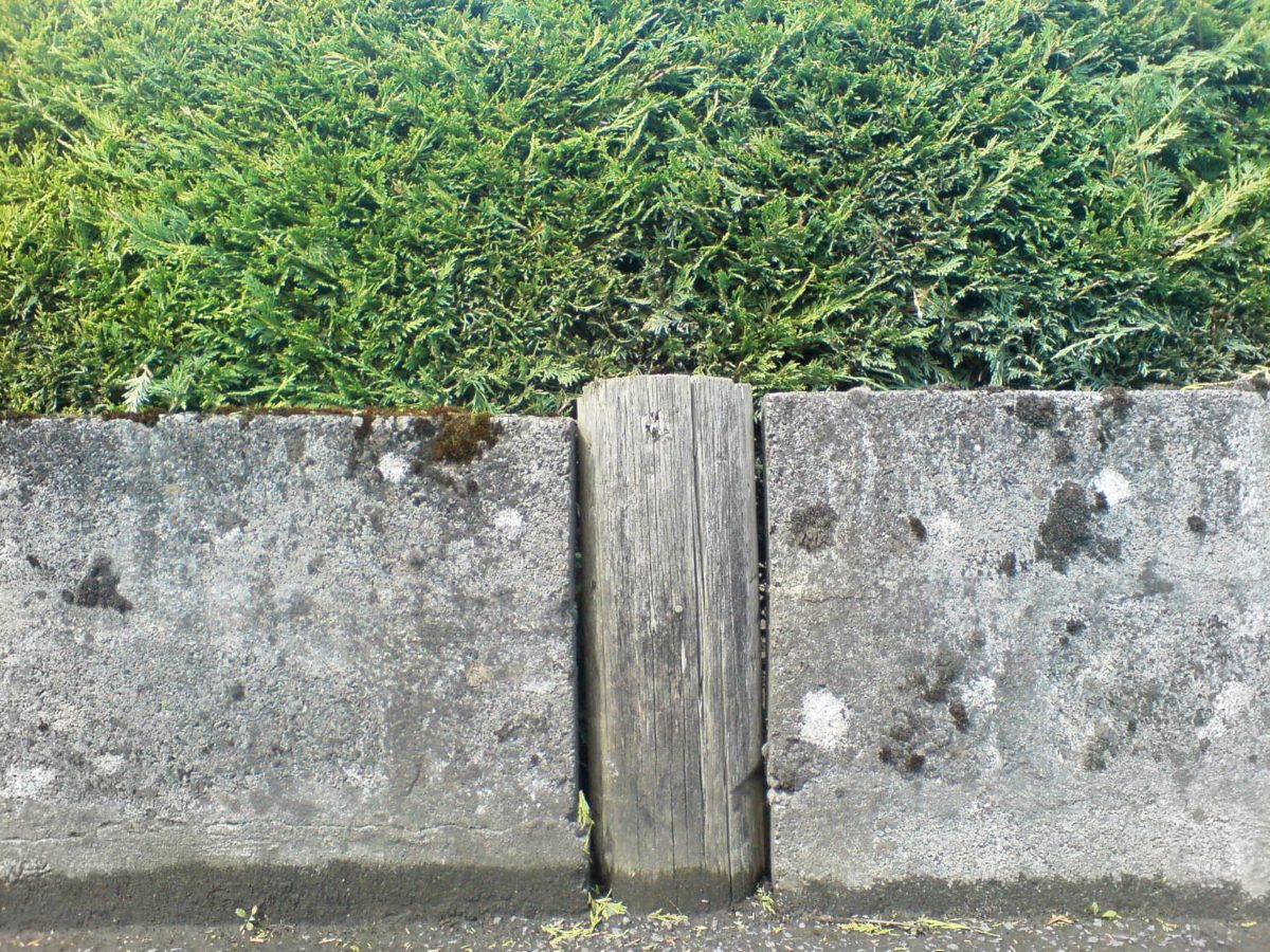 tree trunk stuck between concrete fence