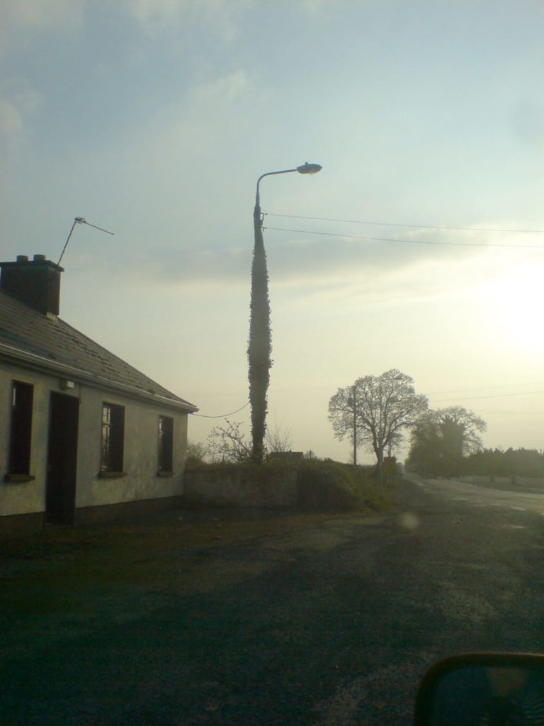 Ivy plant grown on a lamp post forming a similar shape as an old greek column