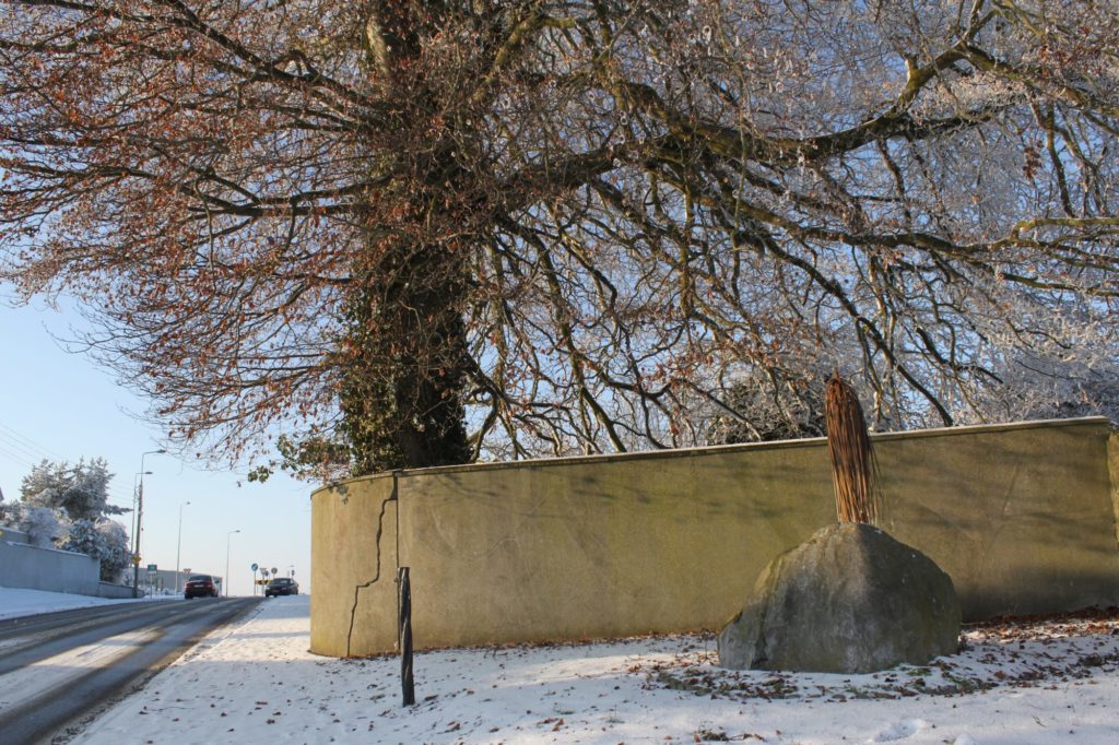 A dried palm tree under an oak tree