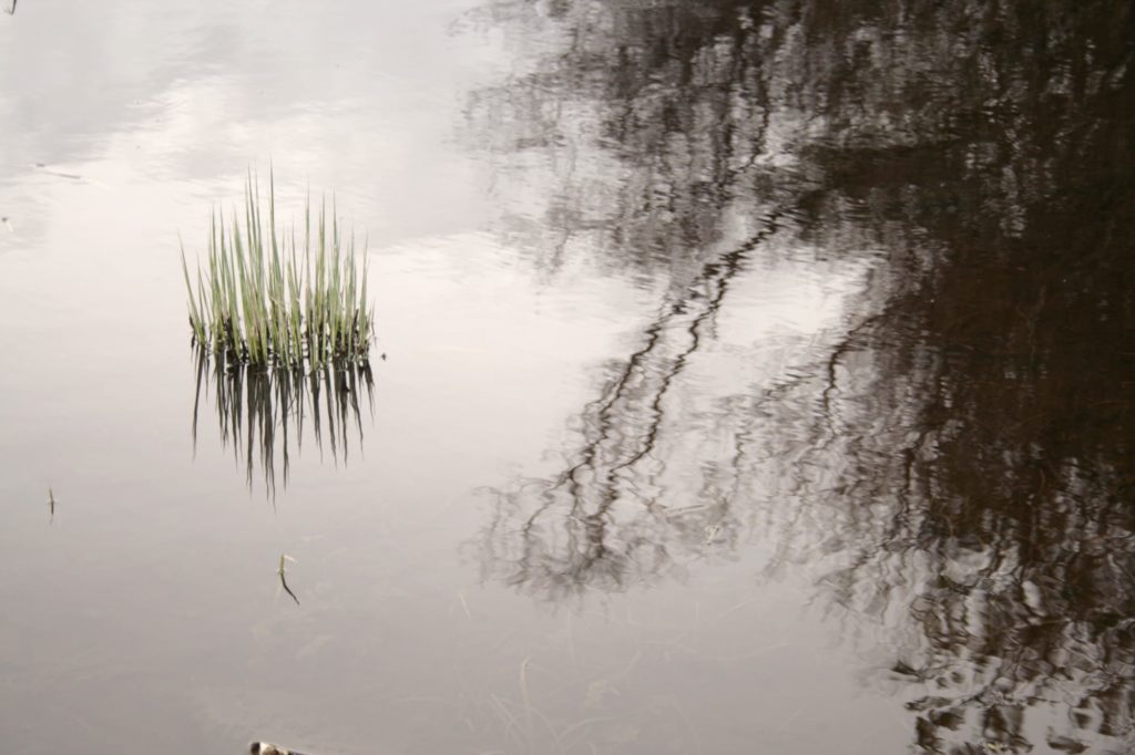 green grass growing in the shallow lake beside huge oak trees shadow